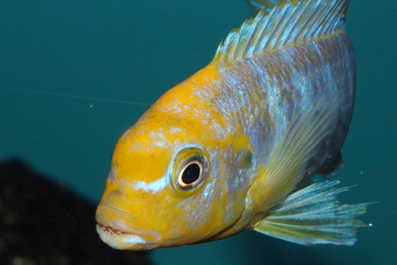 Maylandia hajomaylandi 'Chizumulu Island'